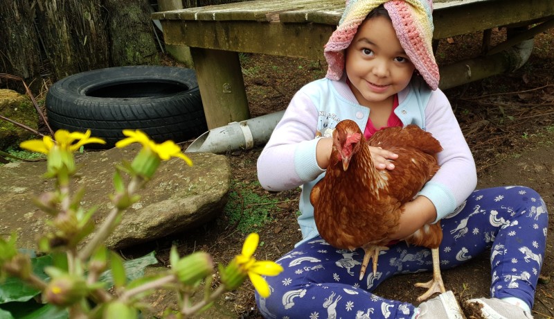 Busy Bees Cambridge centre chicken pen animal interaction