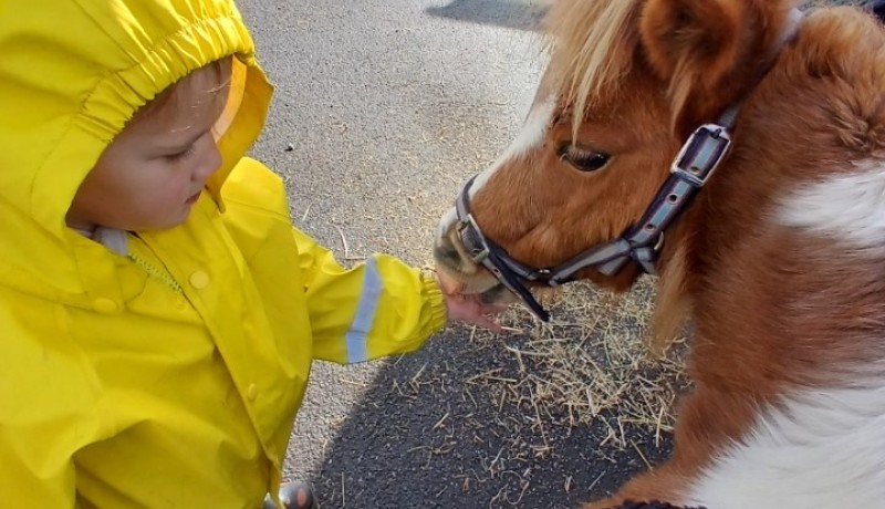 pony lessons