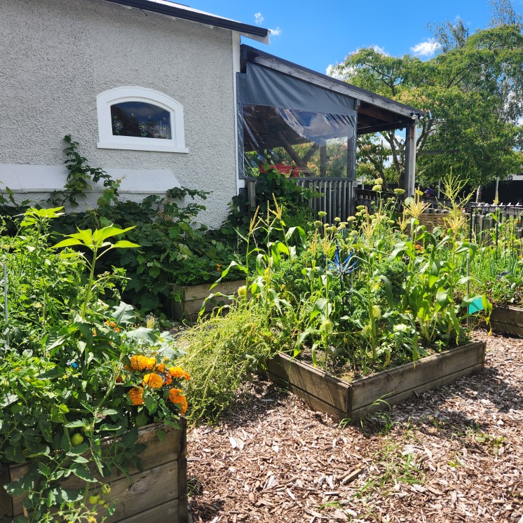 Busy Bees Greytown backyard garden