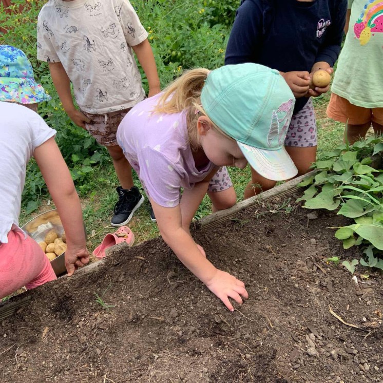 Busy Bees Morrinsville childcare Centre garden potato digging growing fresh garden vegetables
