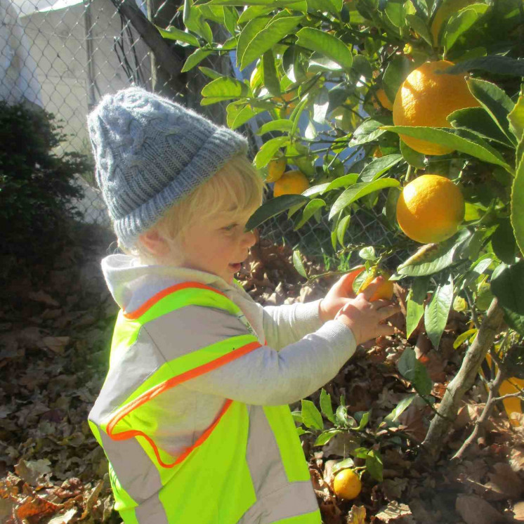 Preschool boy picking fruit outdoors at Busy Bees Ngongotahā 