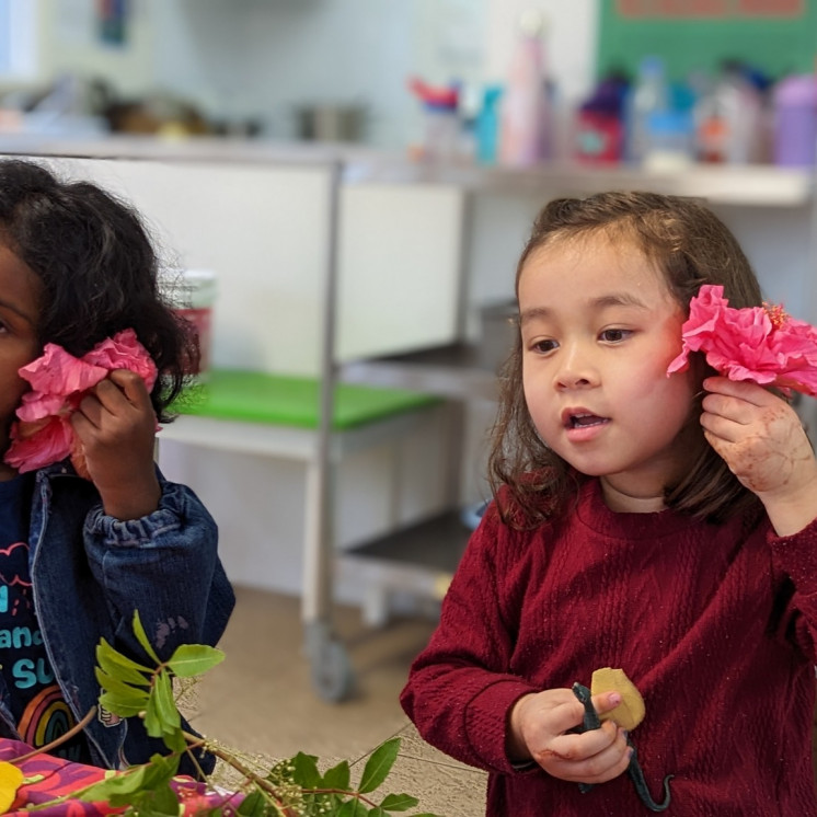 Pink Hibiscus flowers used as resources during early learning time at Busy Bees Ōtāhuhu
