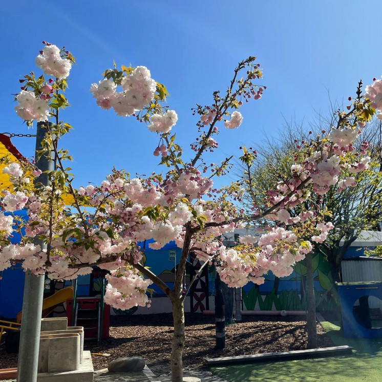 Busy Bees Tahunanui cherry blossom trees in bloom