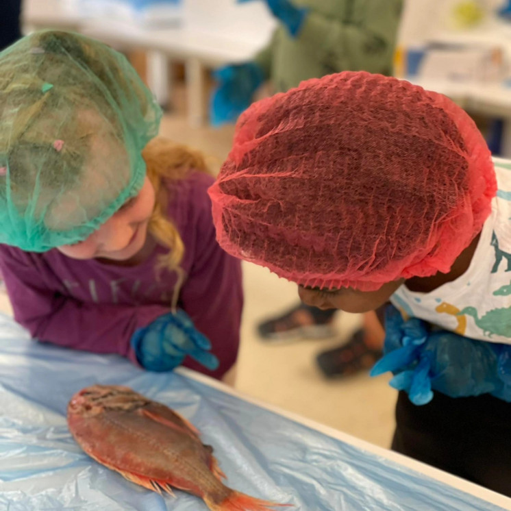 Busy Bees Tahunanui children examining fish during ocean week