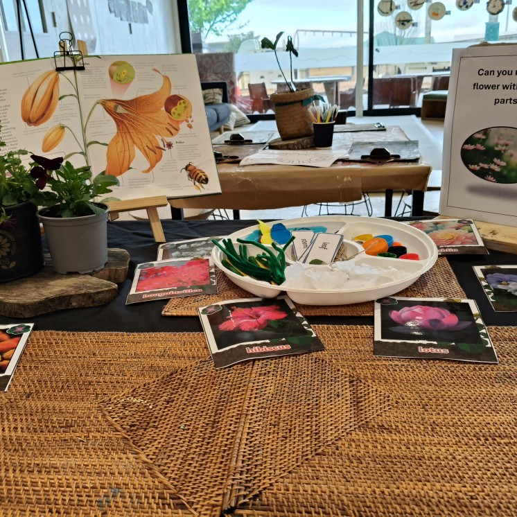House of Wonder Forest Lake science provocations activity